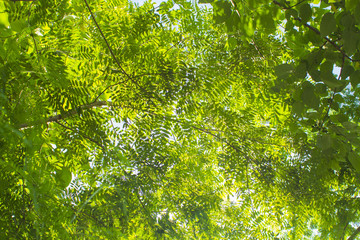 Fototapeta premium 熱帯植物