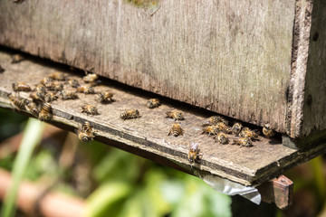Bees in a hive flying insect
