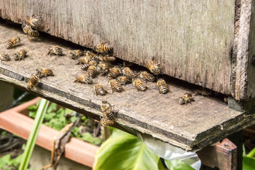 Bees in a hive flying insect