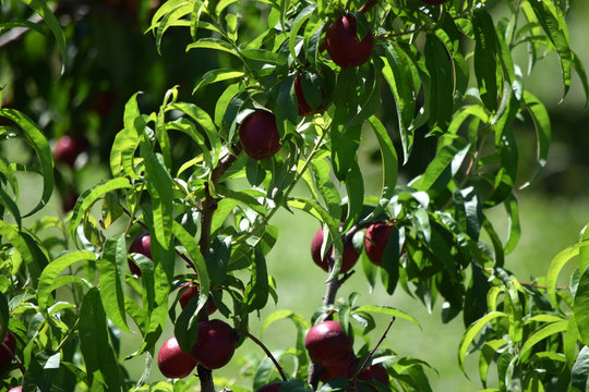 Prunus persica Pfirsich Peach Perske Pesco Melocotonero Персик دراق Pesca 桃 P&ecirc;cher Breskva Pesche Դեղձենի noci Brzoskwinia zwyczajna Nettarine Duraznero Nectarine 복숭아 