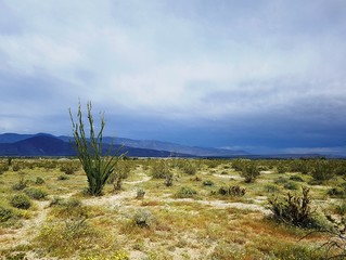 Desert plants in California on stormy day