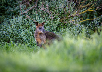 Wallaby in the grass turning its head to the right on Phillip Island in Australia