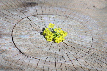 composition with wild flowers on the dry stump