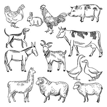 Vintage farm animals. Farming illustration in hand drawn style