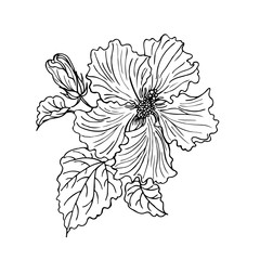 Contour drawing hibiscus flower.
