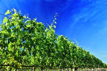 Fototapeta premium Vineyard near the city of Montalcino, Tuscany, Italy