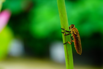 파리매 (robber fly)