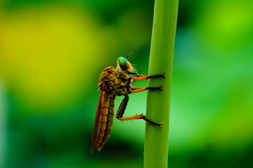 파리매 (robber fly)