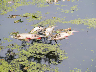 Gewässer Fischsterben