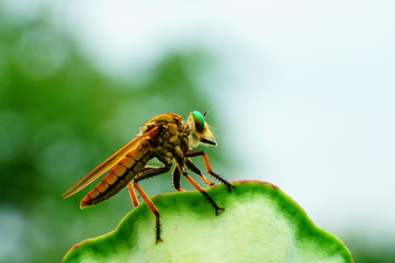 파리매 (robber fly)
