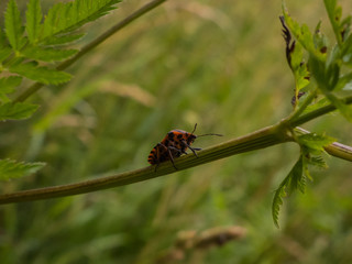 bug on a leaf in the grass