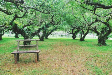 The empty wooden timber bench in nature are filled with many kinds of trees.