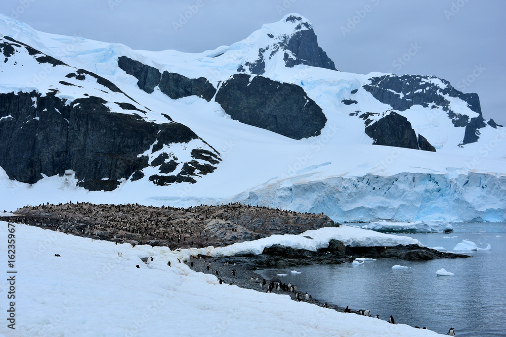 Canvas Prints Views of Cuverville Island, Antarctica