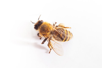 bee on white