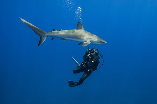 Sark photographer