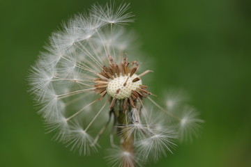 Detailaufnahme einer reifen Löwenzahnblüte