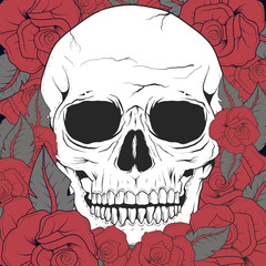 White old skull with red roses background