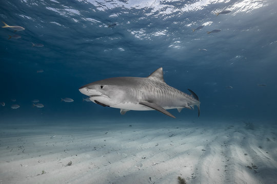 Shark sands