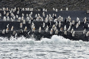 Penguin colony on the shores of Deception Island
