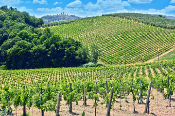 Fototapeta na wymiar Vineyards near the city of San Gimignano, Tuscany, Italy