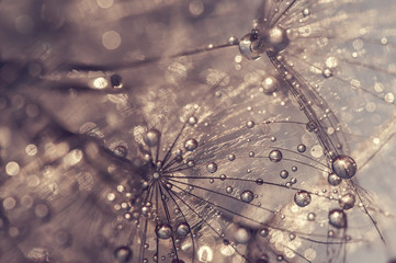 Dandelion with water drops. A beautiful macro of a dandelion. Golden drops.