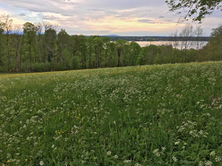 flower meadow overlooking a lake