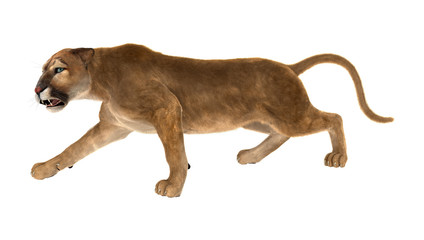 3D Rendering Big Cat Puma on White