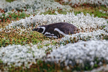 Colony of magellanic penguins on Magdalena island, of Magellan, Chile (Spheniscus demersus)