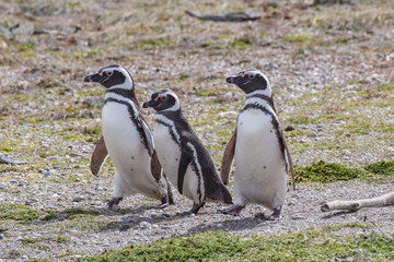 Colony of magellanic penguins on Magdalena island, of Magellan, Chile (Spheniscus demersus)