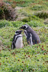 Colony of magellanic penguins on Magdalena island, of Magellan, Chile (Spheniscus demersus)