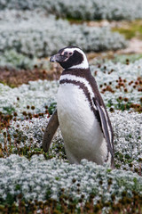Naklejka premium Colony of magellanic penguins on Magdalena island, of Magellan, Chile (Spheniscus demersus)
