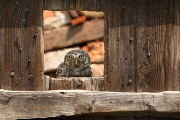 Little owl at the window