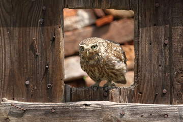 Little owl at the window