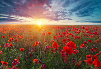 Plakat Beautiful field of red poppies in the sunset light. Russia, Crimea