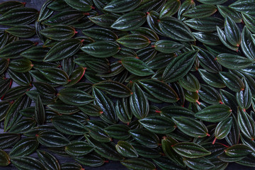 texture of fresh green exotic leaves background, low key