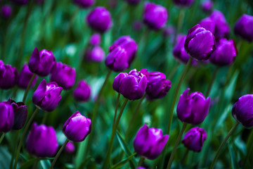 Obraz premium Violet Tulips