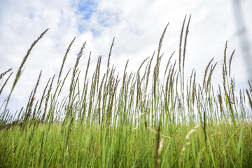 Fototapeta premium View of meadow on a field. Country landscape in Poland.