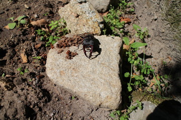 Stag beetle  (Lucanus cervus) on stone, Slovakia