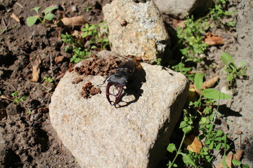 Stag beetle  (Lucanus cervus) on stone, Slovakia