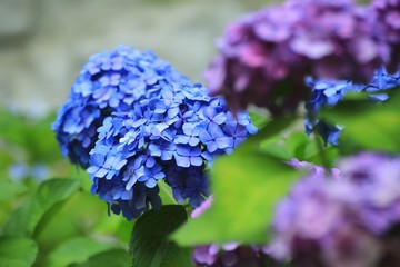 爽やかな青の紫陽花