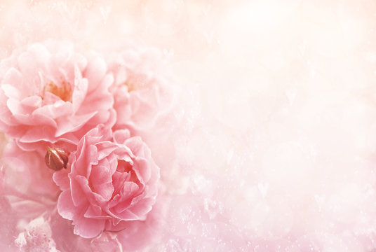 Fototapeta Summer blossoming roses, flower bokeh background, pastel and soft vintage floral card
