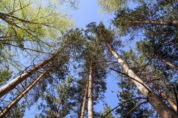 Tree crowns on a blue sky background