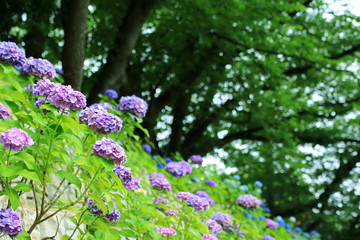 色とりどりの紫陽花