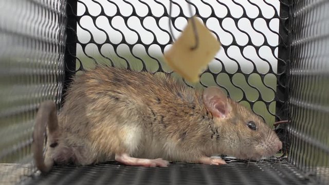 Rat in Trap
