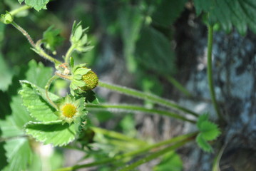 Strawberry plant with first green berries, organic farming, close-up