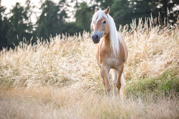 Ein Haflinger auf einer Wiese