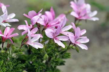 Pelargonium-Prince of orange-