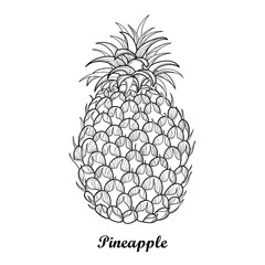 Vector drawing with outline Ananas or Pineapple fruit and leaf in black isolated on white background. Perennial tropical plant in contour style for summer design, juicy fresh menu and coloring book.