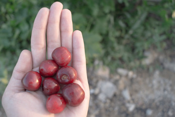 Sweet cherry in the woman's hand