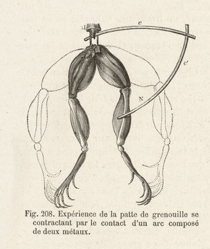 Galvani - Frog Experiment. Date: early 1780s